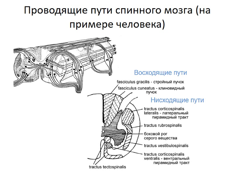 Проводящие пути спинного мозга (на примере человека) Восходящие пути Нисходящие пути